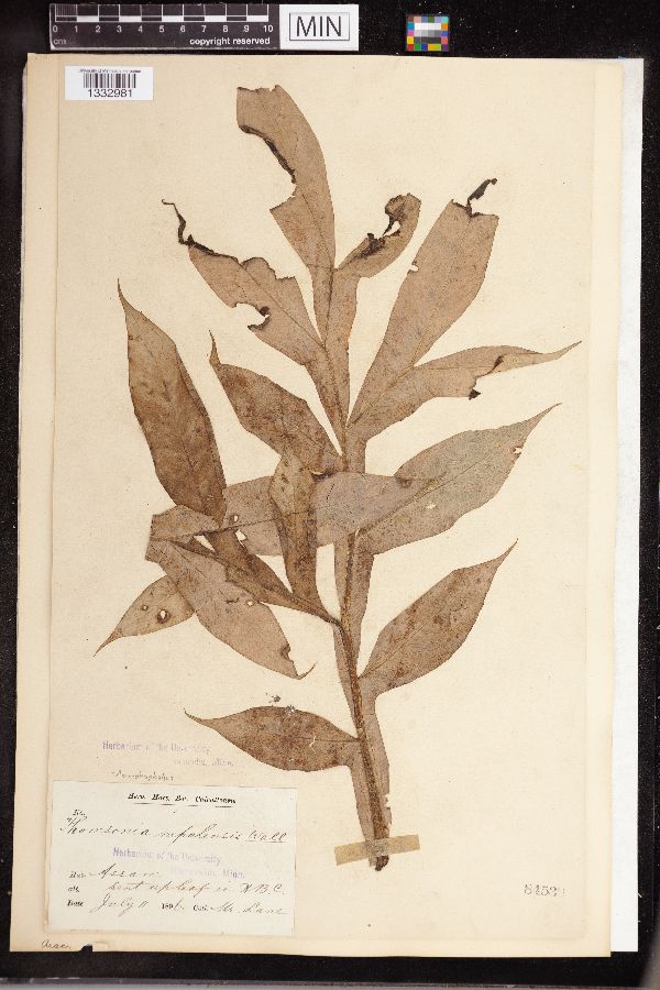 Amorphophallus napalensis image