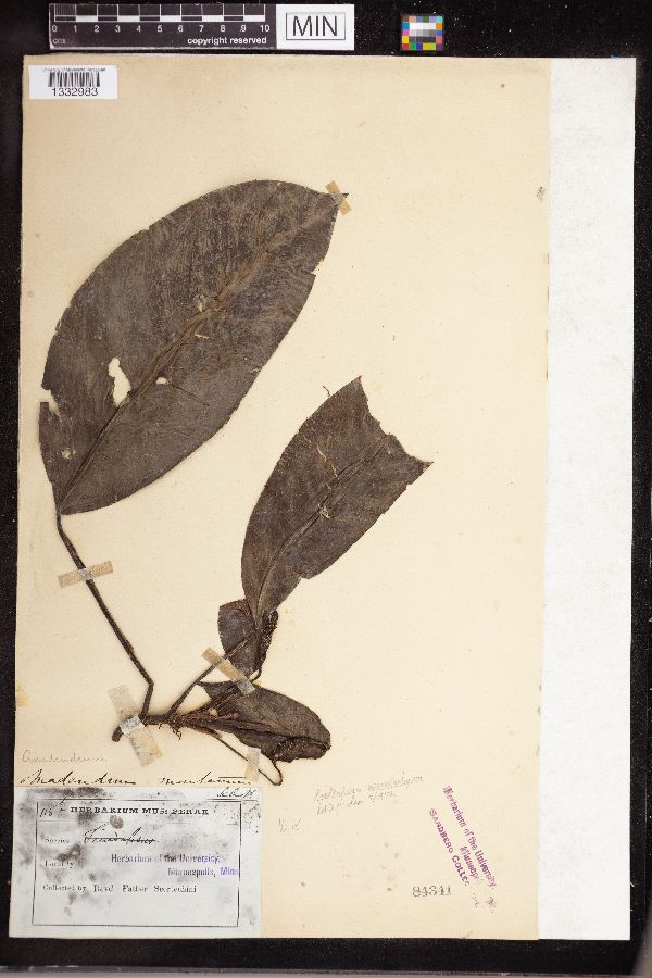 Anadendrum microstachyum image