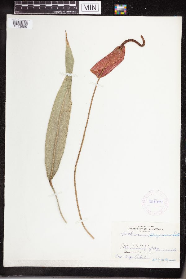 Anthurium image