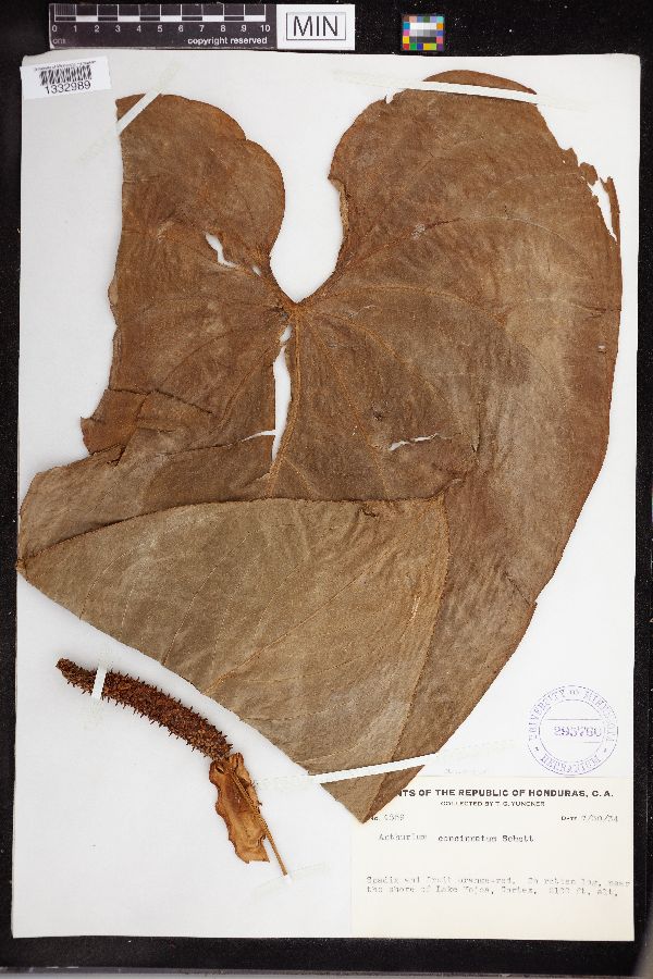 Anthurium concinnatum image