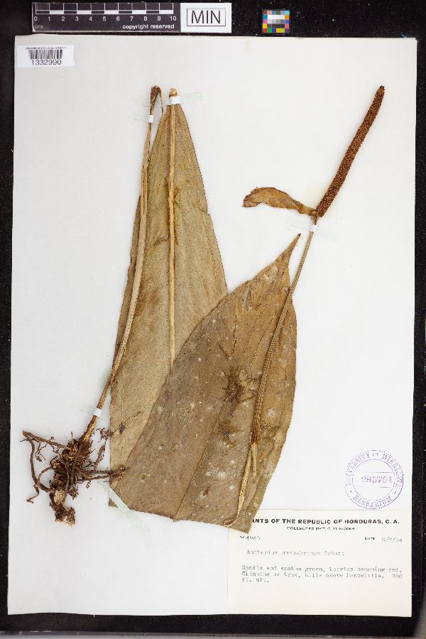 Anthurium consobrinum image