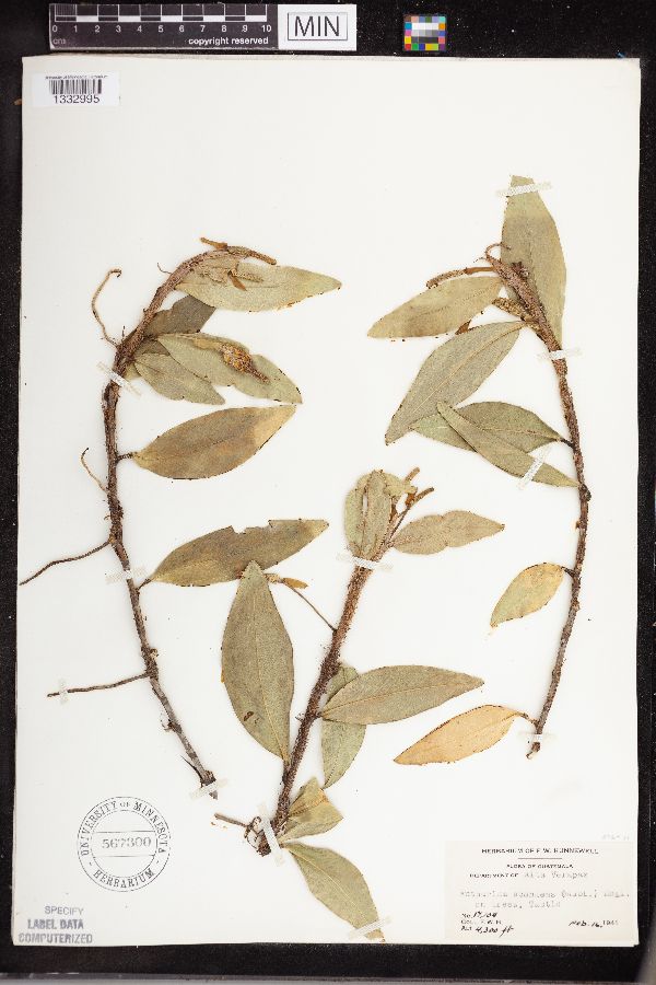 Anthurium scandens image