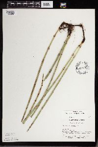 Equisetum x ferrissii image