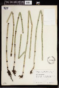 Equisetum x ferrissii image