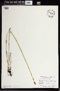 Equisetum x ferrissii image