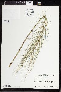 Equisetum x litorale image