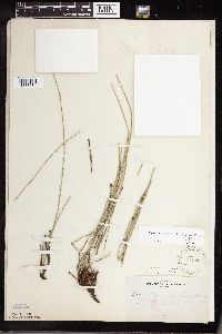 Equisetum x nelsonii image