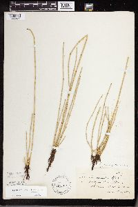 Equisetum x nelsonii image