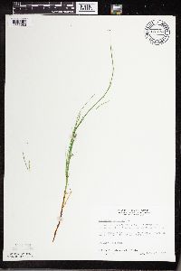 Equisetum palustre image