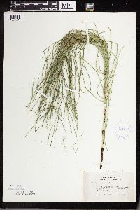 Equisetum palustre image