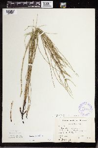 Equisetum palustre image