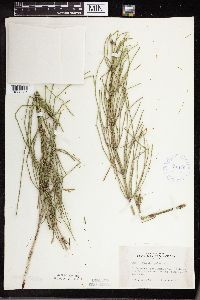 Equisetum palustre image
