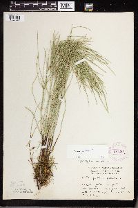 Equisetum palustre image