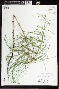 Equisetum palustre image