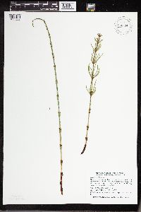 Equisetum palustre image