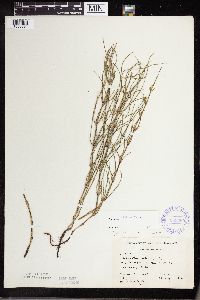 Equisetum palustre image
