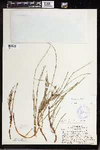 Equisetum palustre image