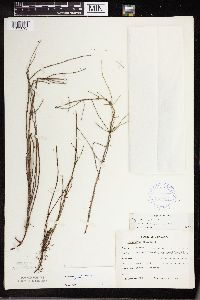 Equisetum palustre image