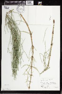 Equisetum palustre image