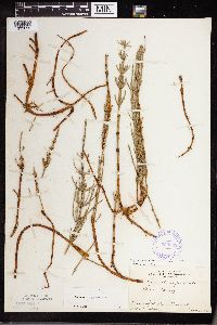 Equisetum palustre image