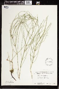 Equisetum palustre image