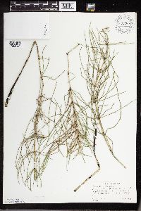 Equisetum palustre image