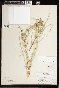 Equisetum palustre image