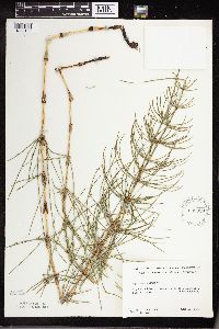 Equisetum palustre image