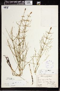 Equisetum palustre image