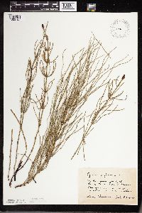 Equisetum palustre image