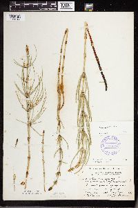 Equisetum palustre image