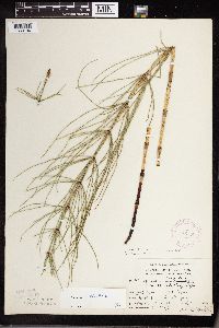 Equisetum palustre image