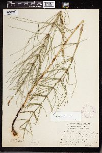 Equisetum palustre image