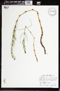 Equisetum palustre image