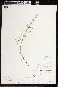 Equisetum palustre image