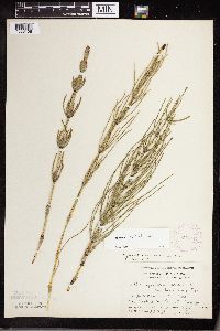Equisetum palustre image