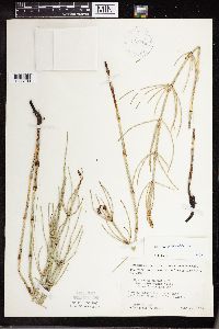 Equisetum palustre image