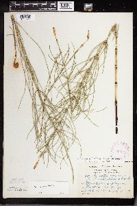 Equisetum palustre image