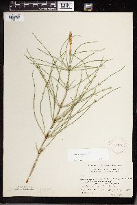 Equisetum palustre image