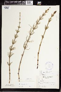 Equisetum palustre image