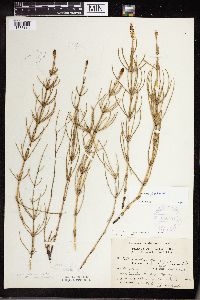Equisetum palustre image