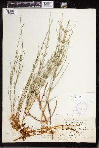Equisetum palustre image