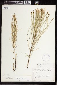 Equisetum palustre image