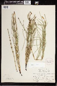 Equisetum palustre image