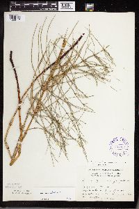 Equisetum palustre image