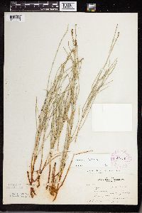 Equisetum palustre image