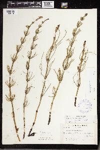 Equisetum palustre image