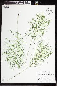 Equisetum pratense image