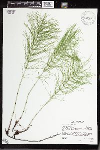 Equisetum pratense image