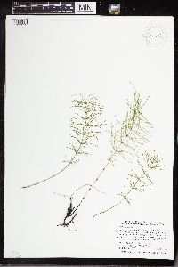 Equisetum pratense image